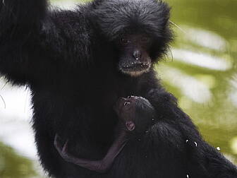 Booze loving apes!